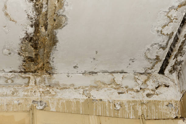 Best Emergency Mold Remediation  in USA